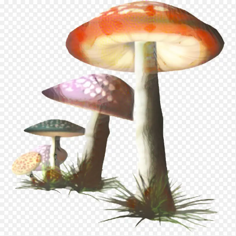 蘑菇科 食用菌 蘑菇