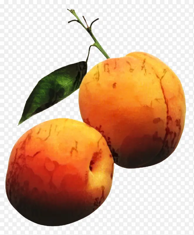 杏 水果 食品