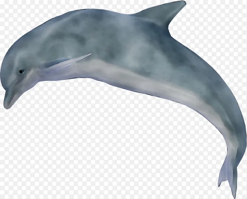 条纹海豚 短喙普通海豚 白喙海豚