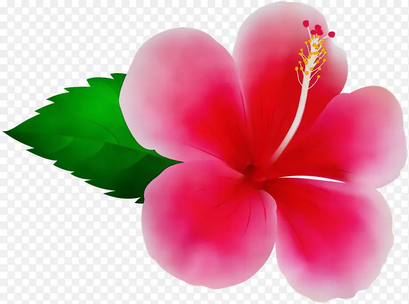 粉色花朵 花朵 夏威夷木槿