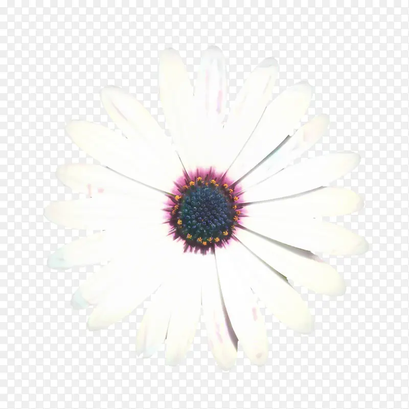 菊花 花朵 花卉设计