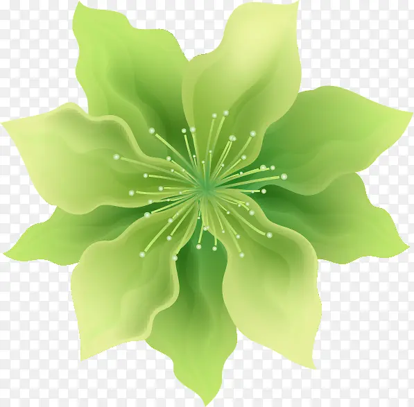 花瓣 绿色 花朵