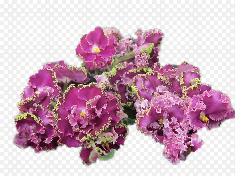 紫罗兰 非洲紫罗兰 切花