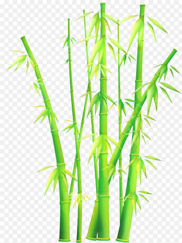 热带木本竹子 竹子 植物茎