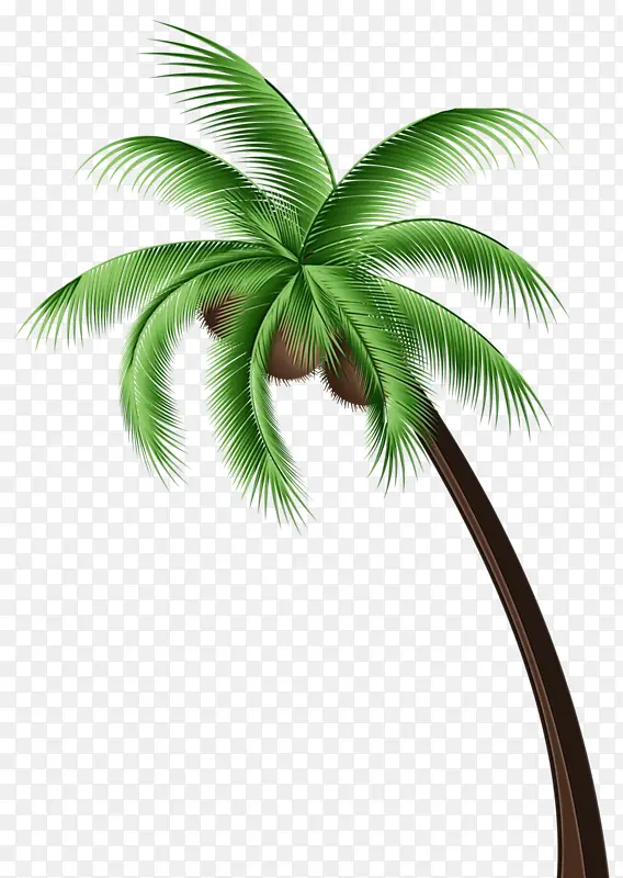 椰子 棕榈树 亚洲棕榈树