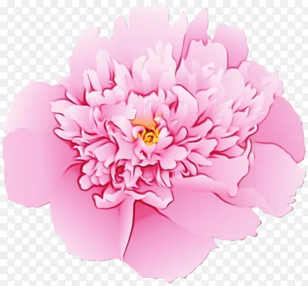 康乃馨 玫瑰科 花卉设计