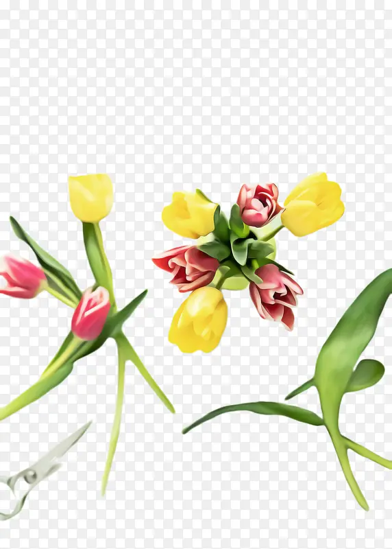 郁金香 花朵 植物