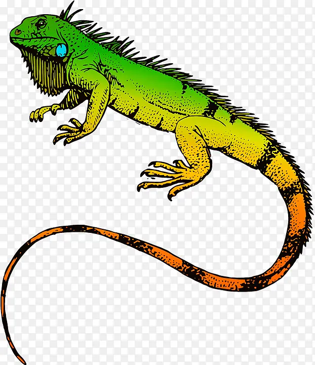 爬行动物 绿鬣蜥 蜥蜴