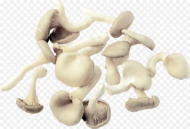 蘑菇 普通蘑菇 食用菌