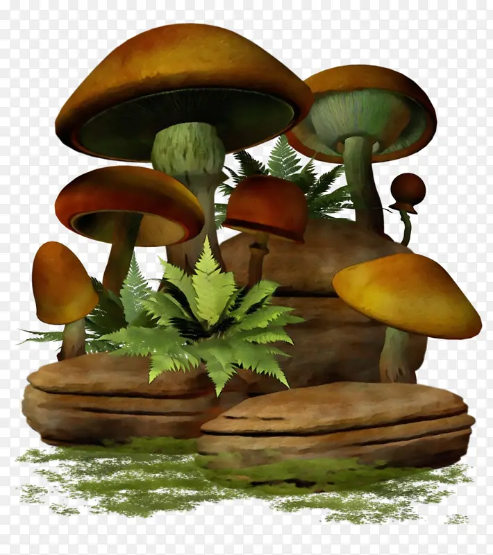 蘑菇 普通蘑菇 食用菌