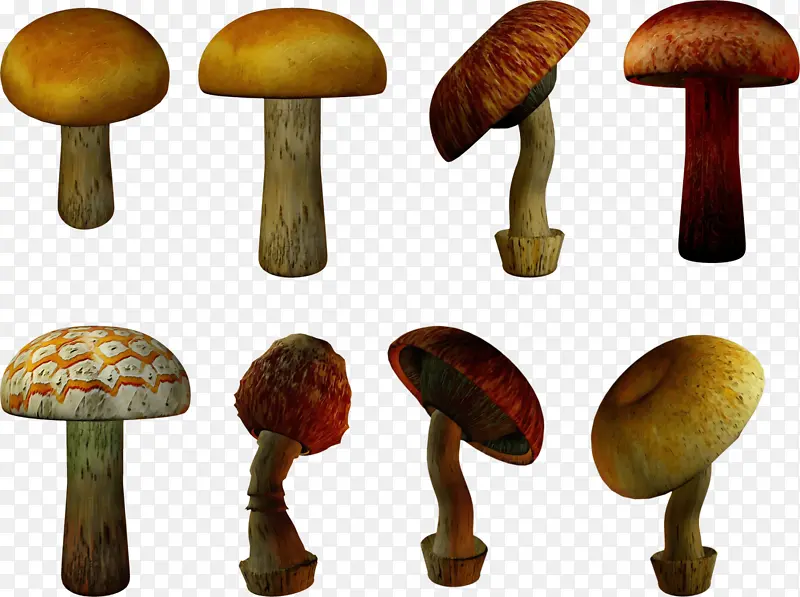 蘑菇 食用菌 香菇
