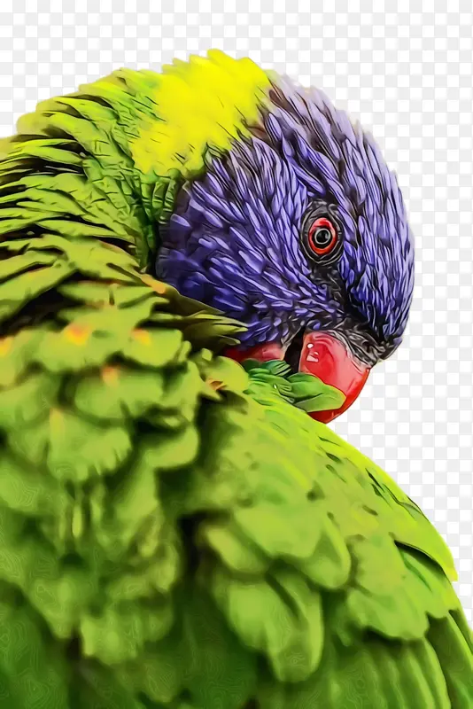 鹦鹉 鸟 彩色