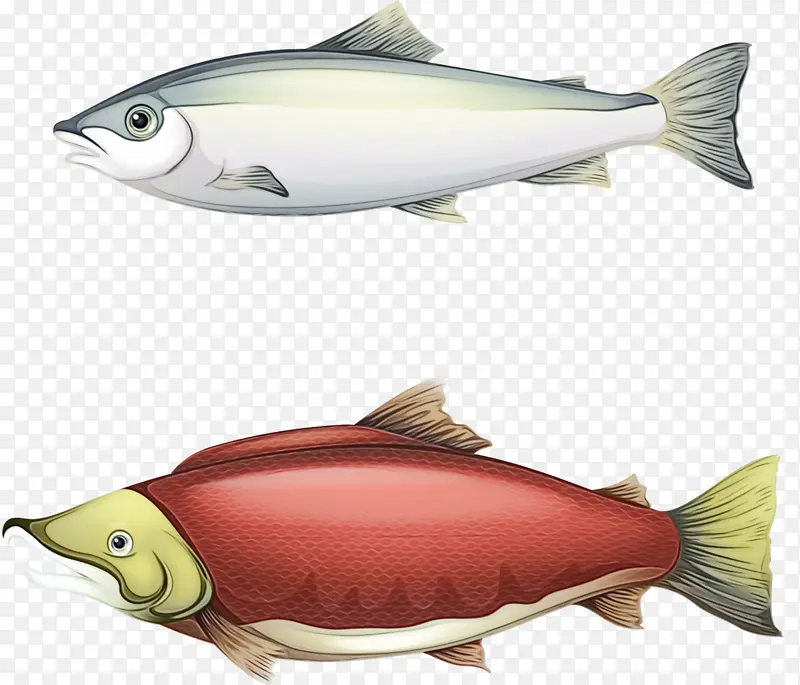 沙丁鱼 三文鱼 鱼制品