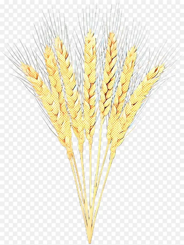大麦 二粒小麦 艾因科恩小麦