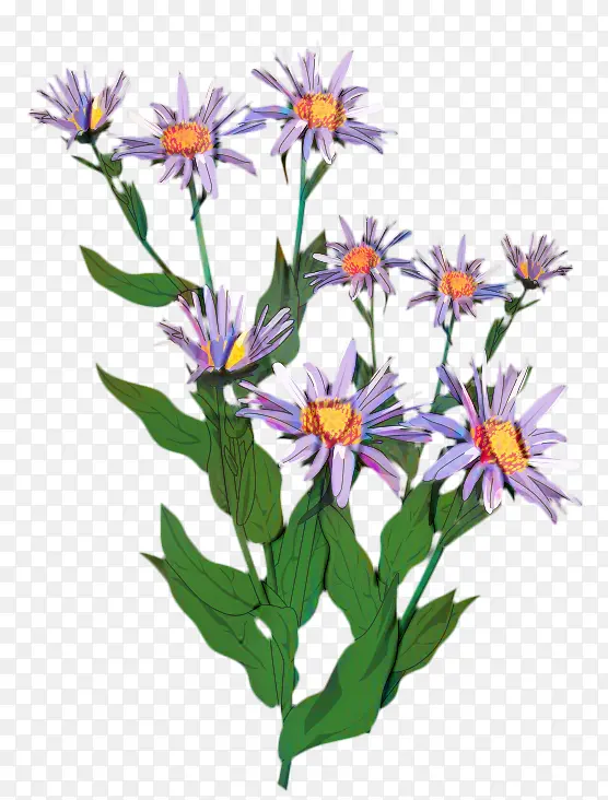 花 紫菀 植物