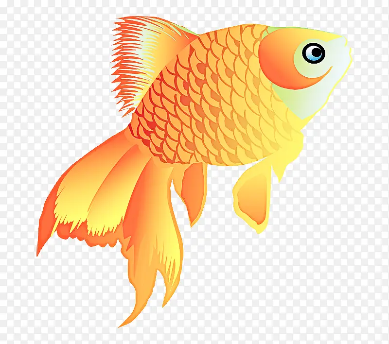 金鱼 生物学 鱼