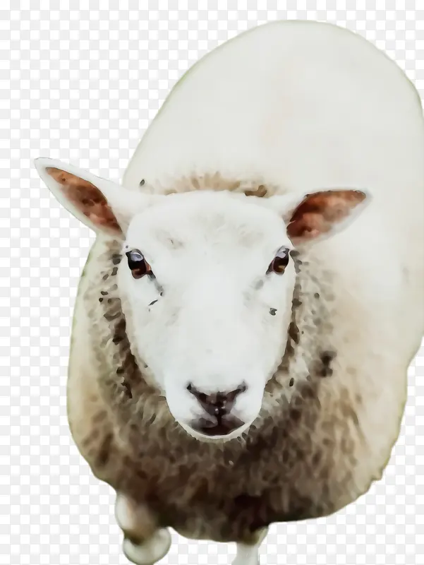 羊 羔羊 宰牲节