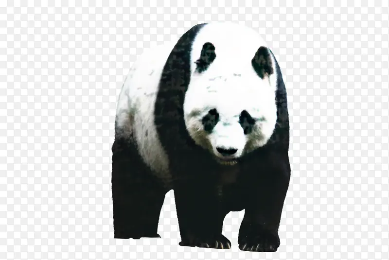 大熊猫 小熊猫 熊
