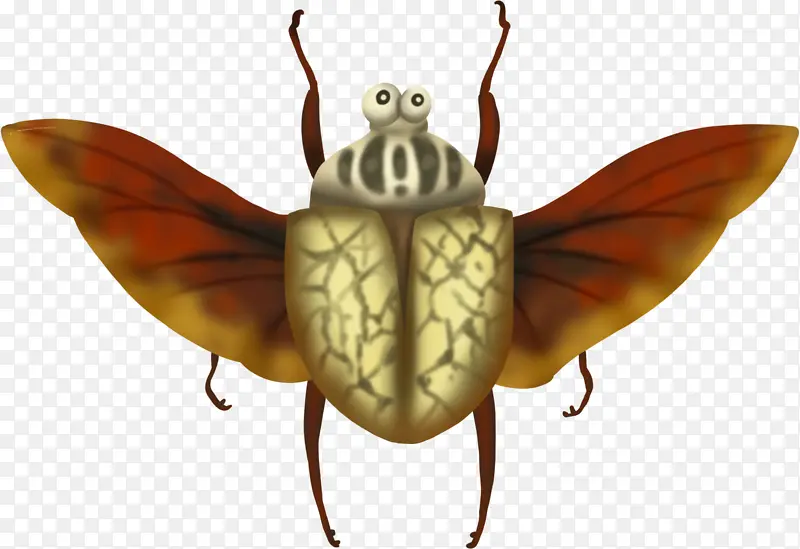 甲虫 绘画 昆虫
