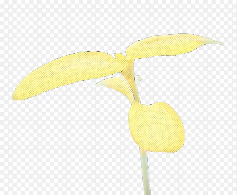 花卉 黄色 植物