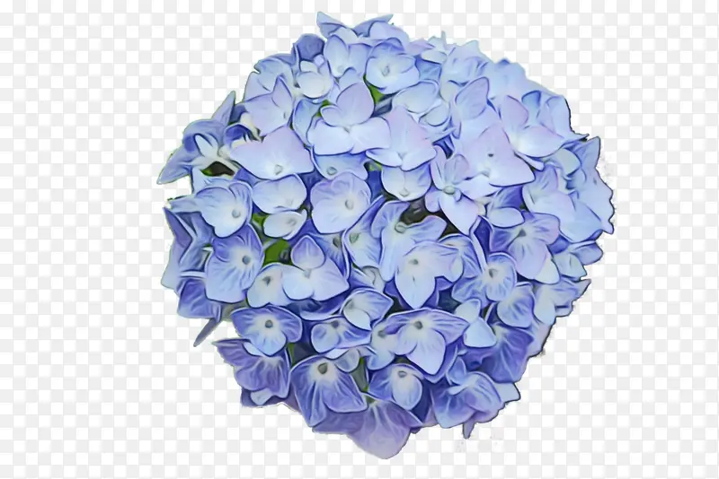 蓝色 绣球花 花朵