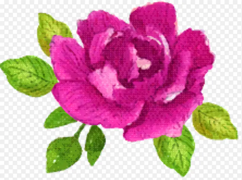 卷心菜玫瑰 粉色 花园玫瑰