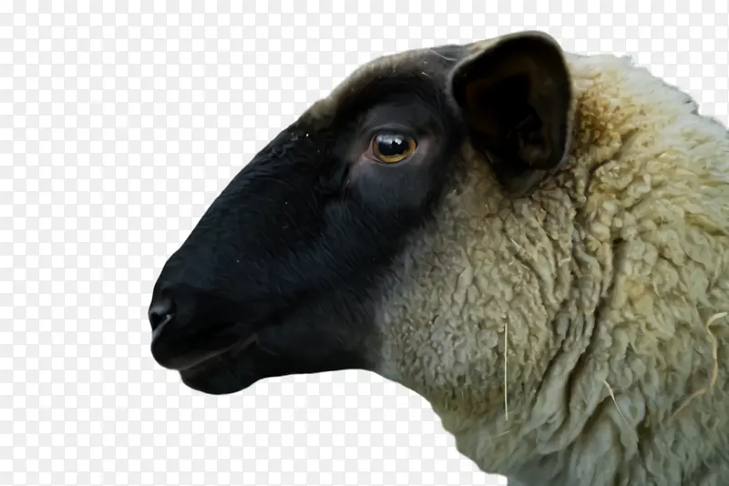 羊 羔羊 宰牲节