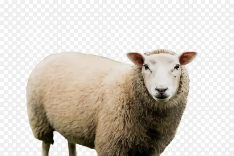 绵羊 羔羊 宰牲节