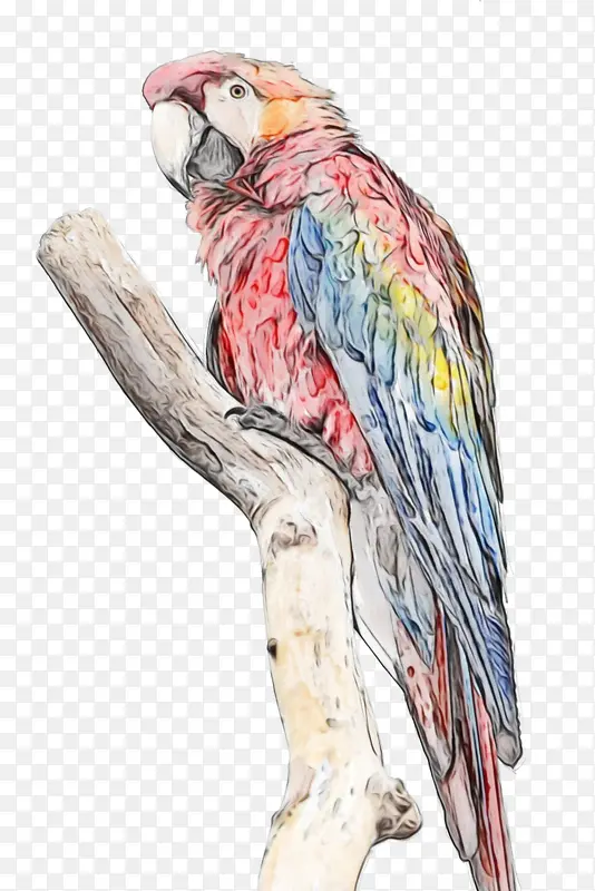 金刚鹦鹉 鸟 水彩画
