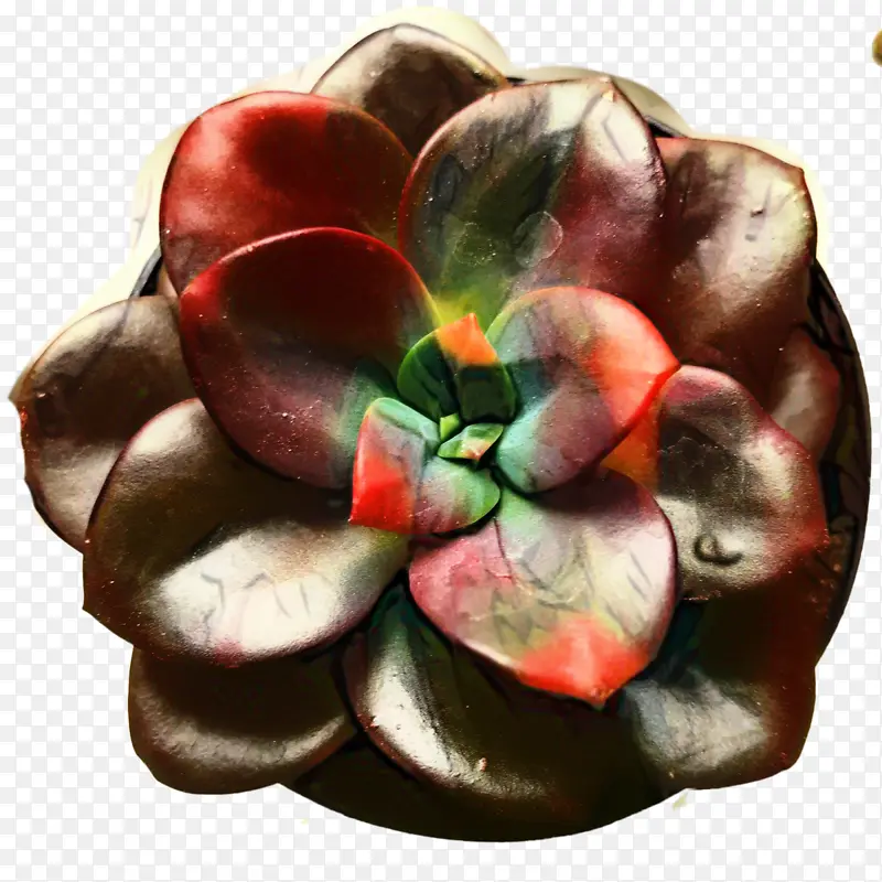 埃切维里亚 肉质植物 颜色