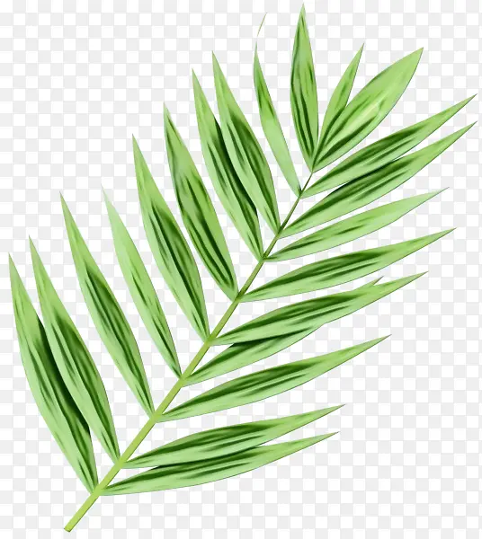 棕榈树 植物茎 草