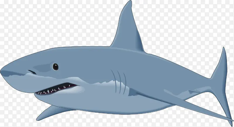 鲨鱼 大白鲨 牛鲨