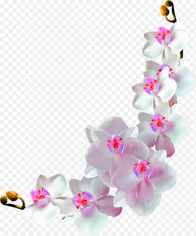 花卉 蝴蝶兰 石斛