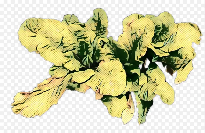 黄色 花卉设计 植物