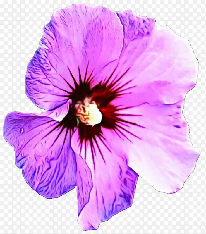 紫色 三色堇 紫罗兰