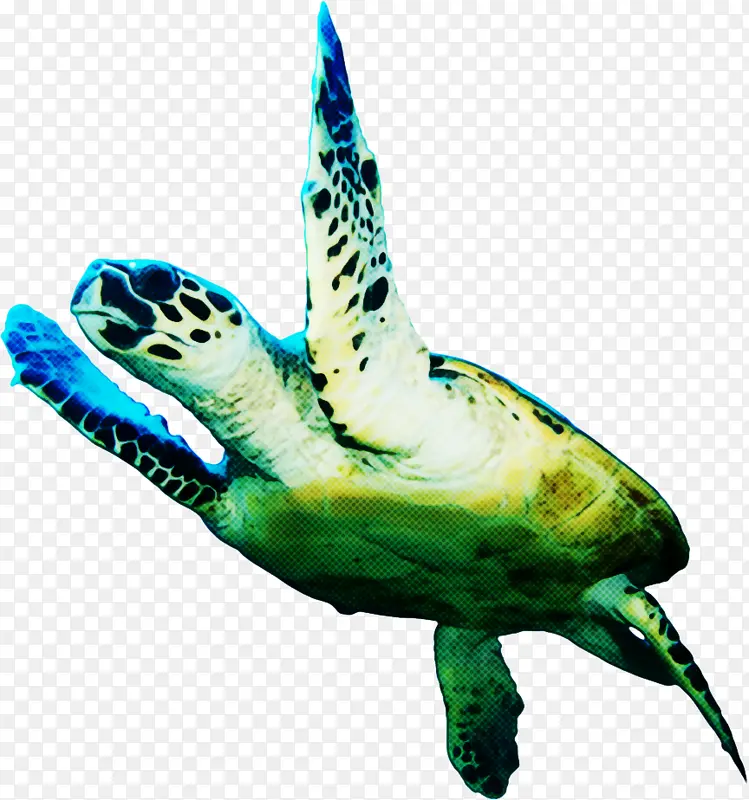 红海龟 海龟 乌龟