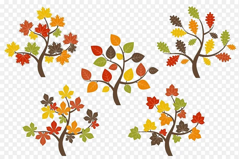 秋天的树 秋天的叶子颜色 橡树