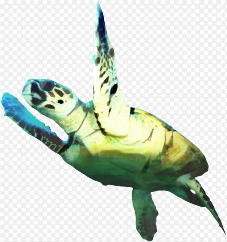 红海龟 池塘海龟 乌龟