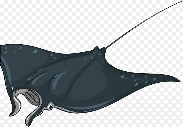 巨型海洋蝠鲼 蝙蝠 黄貂鱼