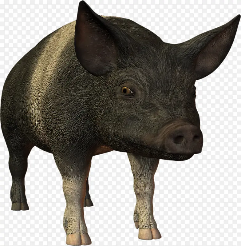 猪 动物 绘画