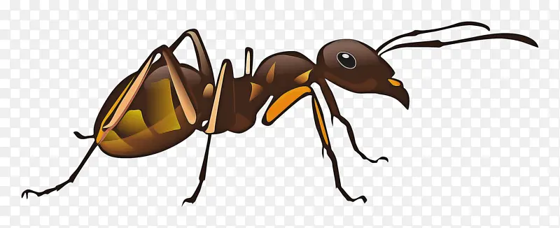 蚂蚁 蜜蜂 甲虫