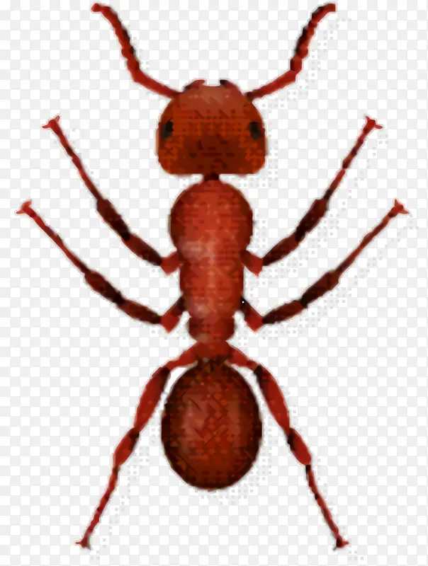 蚂蚁 昆虫 侧影