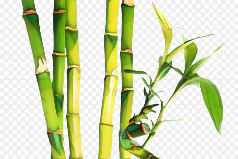 采购产品竹子 植物茎 蔬菜