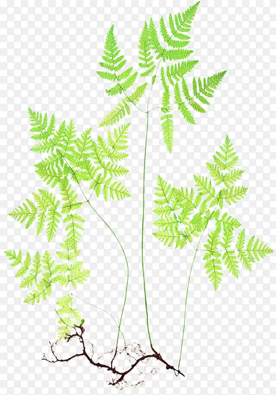 蕨类植物 棕榈树 植物