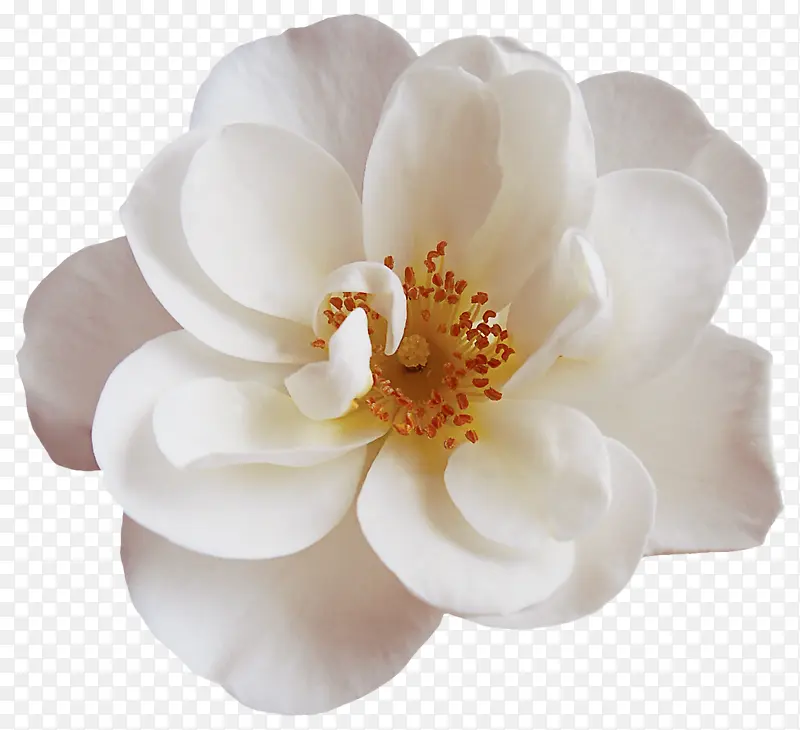 白色 花朵 新闻