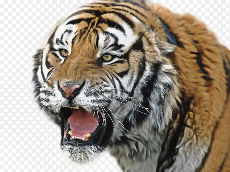 吼叫 猫 孟加拉虎