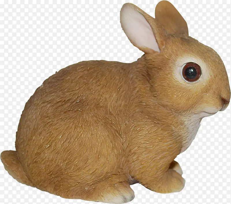 荷兰罗布 野兔 荷兰兔