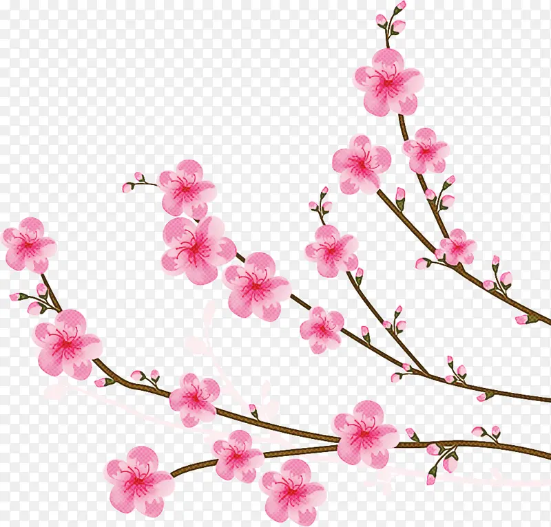 樱花 花朵 粉色
