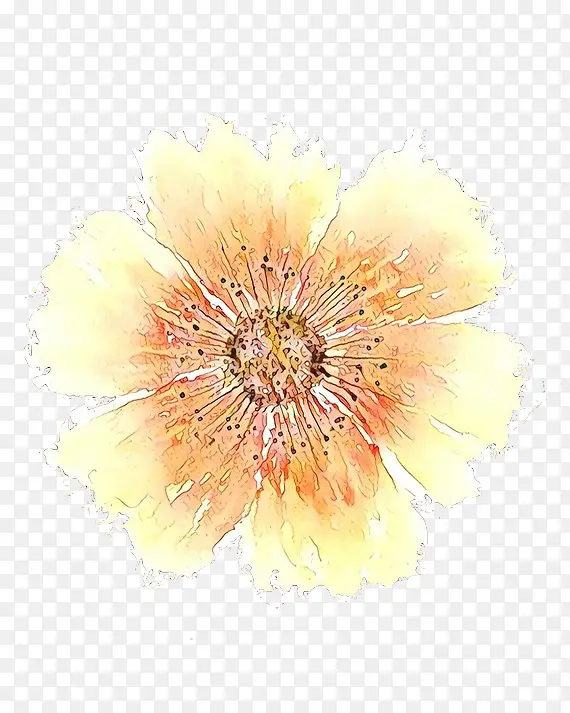 特兰斯瓦尔雏菊 黄色 菊花