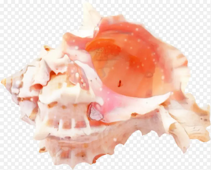 贝壳 绘画 蜗牛